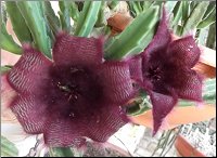 Stapelia 20A2- 6 petales